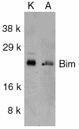 BCL2L11 / BIM Antibody - Western blot analysis of Bim in K562 (K) and A549 (A) whole cell lysates with Bim antibody at 1µg/ml.