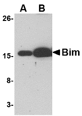BCL2L11 / BIM Antibody - Western blot of (A) 5 and (B) 25 ng of Bim recombinant protein with Bim antibody at 1 ug/ml.