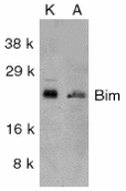 BCL2L11 / BIM Antibody - Western blot analysis of Bim in K562 (Left) and A549 (Right) whole cell lysates using a 1:1000 dilution of BCL2L11 / BIM antibody.  This image was taken for the unconjugated form of this product. Other forms have not been tested.