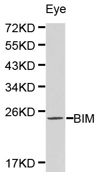 BCL2L11 / BIM Antibody - Western blot of Bim pAb in extracts from mouse eye tissue.