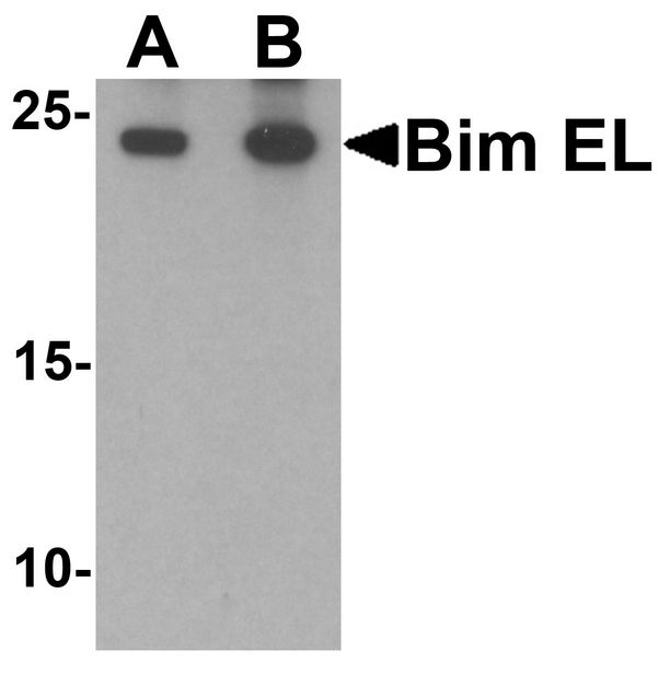 BCL2L11 / BIM Antibody - Western blot analysis of Bim in K562 cell lysate with Bim EL antibody at (A) 1 and (B) 2 ug/ml.