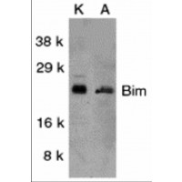 BCL2L11 / BIM Antibody - Western blot analysis of Bim in K562 (K) and A549 (A) whole cell lysates with Bim antibody at 1 µg/mL.