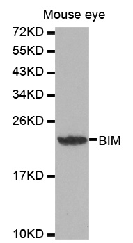 BCL2L11 / BIM Antibody - Western blot analysis of extracts of mouse eye tissue, using BCL2L11 antibody.