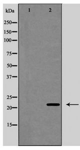 BCL2L11 / BIM Antibody - Western blot of BIM expression in COS7 cells