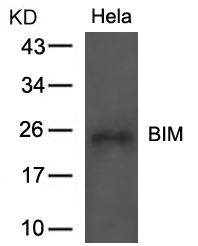 BCL2L11 / BIM Antibody - Western blot of extracts from HeLa cells using BIM(Ab-69) antibody.