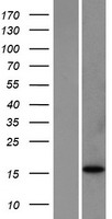BCL2L11 / BIM Protein - Western validation with an anti-DDK antibody * L: Control HEK293 lysate R: Over-expression lysate