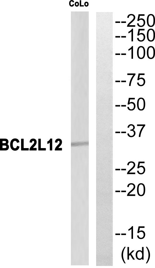 BCL2L12 Antibody - Western blot of extracts from CoLo cells, using BCL2L12 antibody.