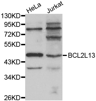 BCL2L13 / Bcl Rambo Antibody - Western blot analysis of extracts of various cell lines, using BCL2L13 antibody. The secondary antibody used was an HRP Goat Anti-Rabbit IgG (H+L) at 1:10000 dilution. Lysates were loaded 25ug per lane and 3% nonfat dry milk in TBST was used for blocking.