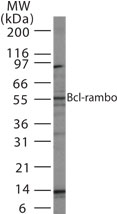 BCL2L13 / Bcl Rambo Antibody - Western blot of Bcl-rambo in 15 ugs of HeLa cell lysate using antibody at 1:1000.