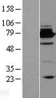 BCL2L13 / Bcl Rambo Protein - Western validation with an anti-DDK antibody * L: Control HEK293 lysate R: Over-expression lysate
