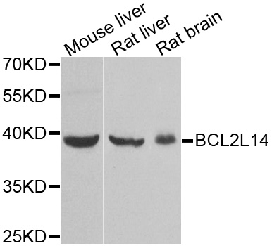 BCL2L14 / BCL-G Antibody - Western blot analysis of extracts of various tissues.