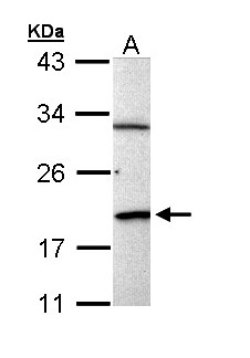 BCL2L15 Antibody - Sample (30 ug of whole cell lysate). A: Raji. 12% SDS PAGE. BCL2L15 antibody diluted at 1:1000.