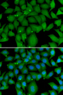 BCL2L15 Antibody - Immunofluorescence analysis of A549 cells.