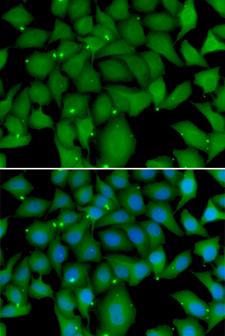 BCL2L15 Antibody - Immunofluorescence analysis of A549 cells.