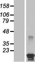 BCL2L15 Protein - Western validation with an anti-DDK antibody * L: Control HEK293 lysate R: Over-expression lysate