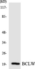 BCL2L2 / Bcl-w Antibody - Western blot analysis of the lysates from HeLa cells using BCLW antibody.