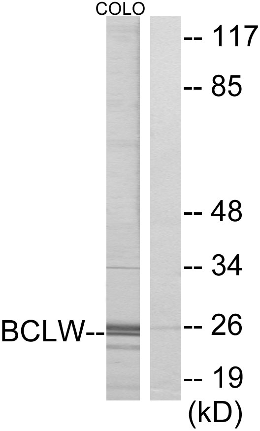 BCL2L2 / Bcl-w Antibody - Western blot analysis of lysates from COLO cells, using BCLW Antibody. The lane on the right is blocked with the synthesized peptide.