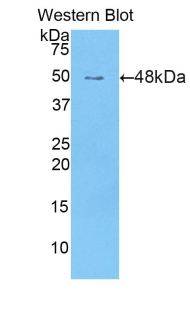 BCL2L2 / Bcl-w Antibody - Western blot of recombinant BCL2L2 / BCL-W.  This image was taken for the unconjugated form of this product. Other forms have not been tested.