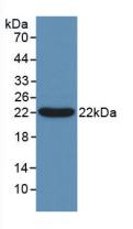 BCL2L2 / Bcl-w Antibody - Western Blot; Sample: Recombinant Bcl2L2, Human.