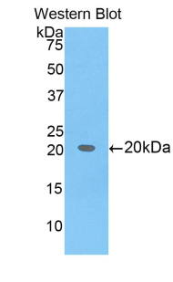 BCL2L2 / Bcl-w Antibody - Western blot of recombinant BCL2L2 / BCL-W.  This image was taken for the unconjugated form of this product. Other forms have not been tested.