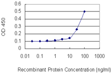 BCL2L2 / Bcl-w Antibody - Detection limit for recombinant GST tagged BCL2L2 is 10 ng/ml as a capture antibody.