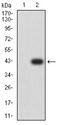 BCL2L2 / Bcl-w Antibody - Western blot analysis using BCL2L2 mAb against HEK293 (1) and BCL2L2 (AA: 6-118)-hIgGFc transfected HEK293 (2) cell lysate.