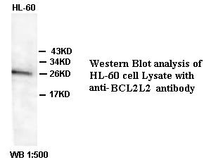 BCL2L2 / Bcl-w Antibody