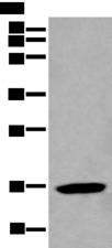 BCL2L2 / Bcl-w Antibody - Western blot analysis of HL-60 cell lysate  using BCL2L2 Polyclonal Antibody at dilution of 1:500