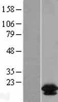 BCL2L2 / Bcl-w Protein - Western validation with an anti-DDK antibody * L: Control HEK293 lysate R: Over-expression lysate