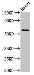 BCL3 / BCL-3 Antibody - Positive Western Blot detected in Mouse heart tissue. All lanes: BCL3 antibody at 3.2 µg/ml Secondary Goat polyclonal to rabbit IgG at 1/50000 dilution. Predicted band size: 48 KDa. Observed band size: 60 KDa