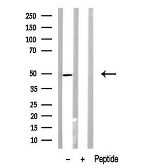BCL3 / BCL-3 Antibody - Western blot analysis of BCL-3 in lysates of HeLa cells using BCL-3 antibody.