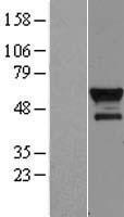 BCL3 / BCL-3 Protein - Western validation with an anti-DDK antibody * L: Control HEK293 lysate R: Over-expression lysate