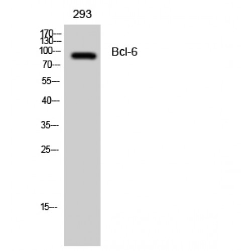 BCL6 Antibody - Western blot of Bcl-6 antibody