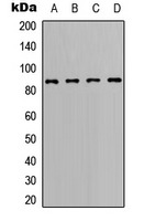 BCL6 Antibody - Western blot analysis of BCL6 expression in Ramos (A); A20 (B); Raw264.7 (C); PC12 (D) whole cell lysates.