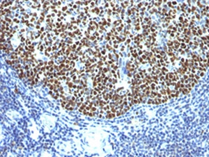 BCL6 Antibody - IHC testing of formalin-fixed, paraffin-embedded human tonsil stained with anti-Bcl6 antibody (clone SPM602).