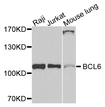 BCL6 Antibody - Western blot analysis of extracts of various cells.