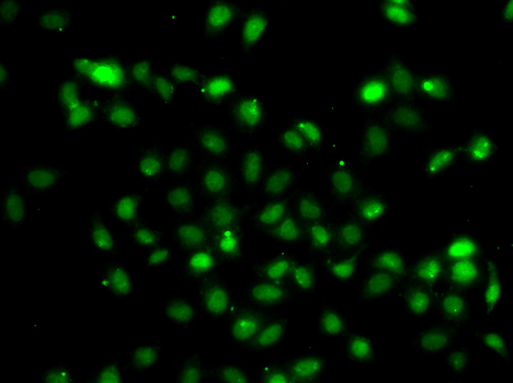 BCL6 Antibody - Immunofluorescence analysis of A549 cells.