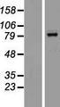 BCL6 Protein - Western validation with an anti-DDK antibody * L: Control HEK293 lysate R: Over-expression lysate