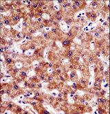 BCL7B Antibody - BCL7B Antibody immunohistochemistry of formalin-fixed and paraffin-embedded human liver tissue followed by peroxidase-conjugated secondary antibody and DAB staining.