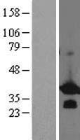 BCL7B Protein - Western validation with an anti-DDK antibody * L: Control HEK293 lysate R: Over-expression lysate
