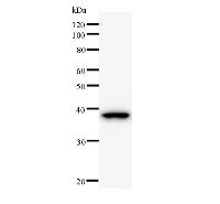 BCL9 Antibody - Western blot analysis of immunized recombinant protein, using anti-BCL9 monoclonal antibody.