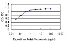 BCL9 Antibody - Detection limit for recombinant GST tagged BCL9 is approximately 0.03 ng/ml as a capture antibody.