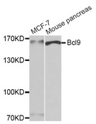 BCL9 Antibody - Western blot analysis of extracts of various cell lines.