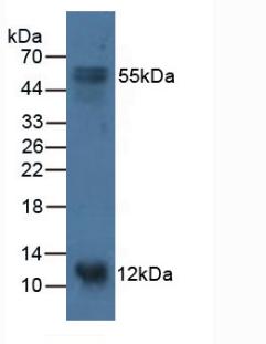 BCMP84 / S100A14 Antibody - Western Blot; Sample: Porcine Stomach Tissue.
