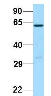 BCO1 / BCMO1 Antibody - BCMO1 antibody Western Blot of 293T lysate. Antibody Dilution: 1.0 ug/ml. BCMO1 is supported by BioGPS gene expression data to be expressed in HEK293T. Antibody dilution: 1 ug/ml.  This image was taken for the unconjugated form of this product. Other forms have not been tested.