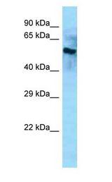 BCO2 / BCDO2 Antibody - BCO2 / BCDO2 antibody Western Blot of Mouse Kidney.  This image was taken for the unconjugated form of this product. Other forms have not been tested.