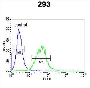 BCOR Antibody - BCOR Antibody (Center S1122) flow cytometry of 293 cells (right histogram) compared to a negative control cell (left histogram). FITC-conjugated goat-anti-rabbit secondary antibodies were used for the analysis.