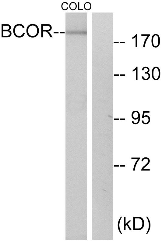 BCOR Antibody - Western blot analysis of lysates from COLO cells, using BCOR Antibody. The lane on the right is blocked with the synthesized peptide.