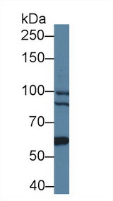 BCOR Antibody - Western Blot; Sample: Human 293T cell lysate; Primary Ab: 1µg/ml Rabbit Anti-Mouse BCOR Antibody Second Ab: 0.2µg/mL HRP-Linked Caprine Anti-Rabbit IgG Polyclonal Antibody