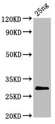 BCoV Spike Antibody - Western Blot: Positive WB detected in Recombinant protein. All lanes: S antibody at 5.7µg/ml. Secondary: Goat polyclonal to rabbit IgG at 1/50000 dilution. Predicted band size: 29 kDa. Observed band size: 29 kDa.